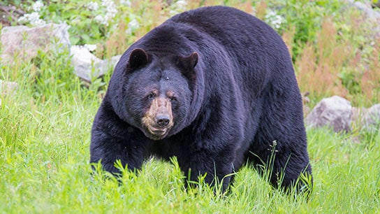 hunter-nation-hunt-sweepstakes-00-black-bear-hunt-01-544