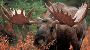 2026 Moose Hunt (10 Entries)