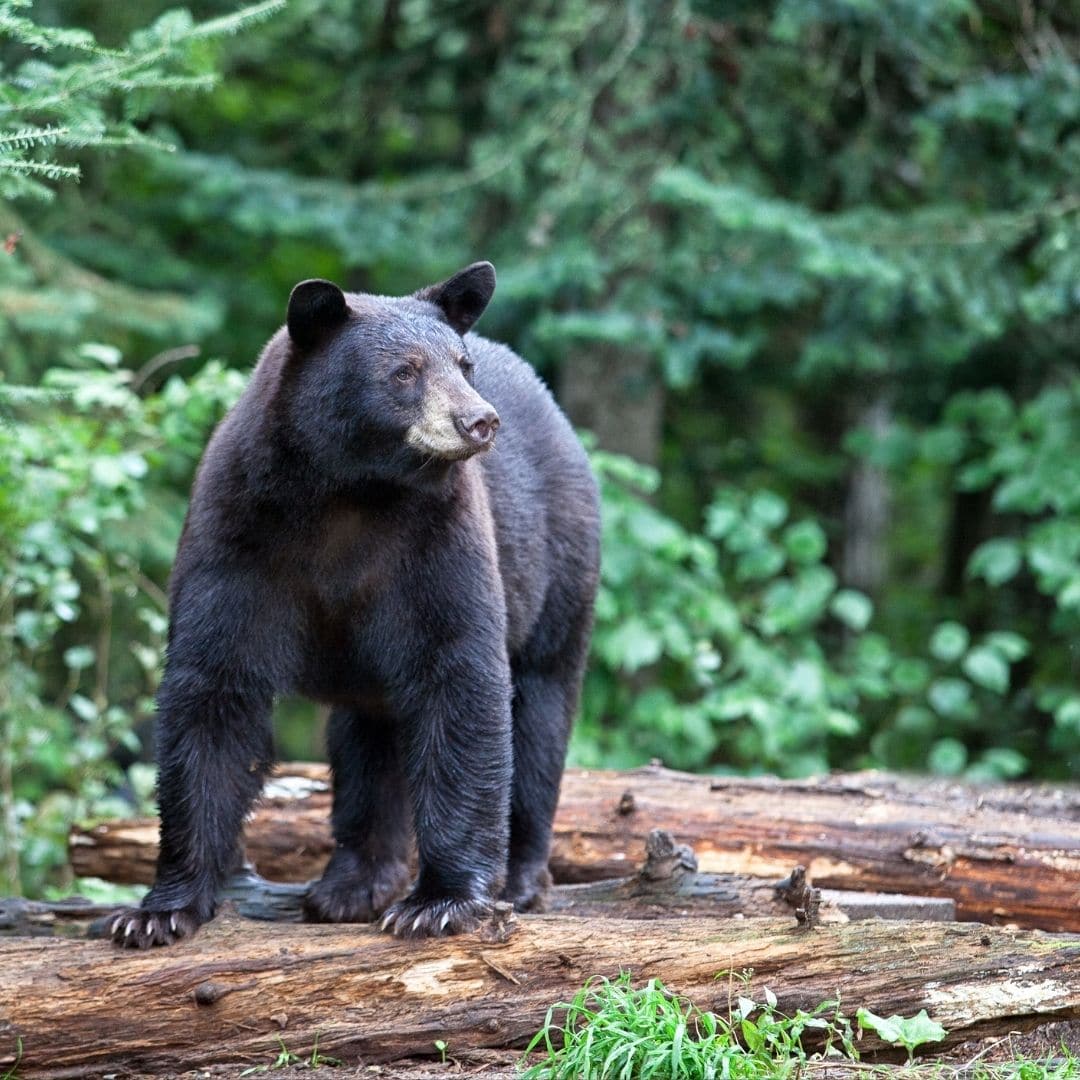 black-bear-vt-pine-forest_20210331