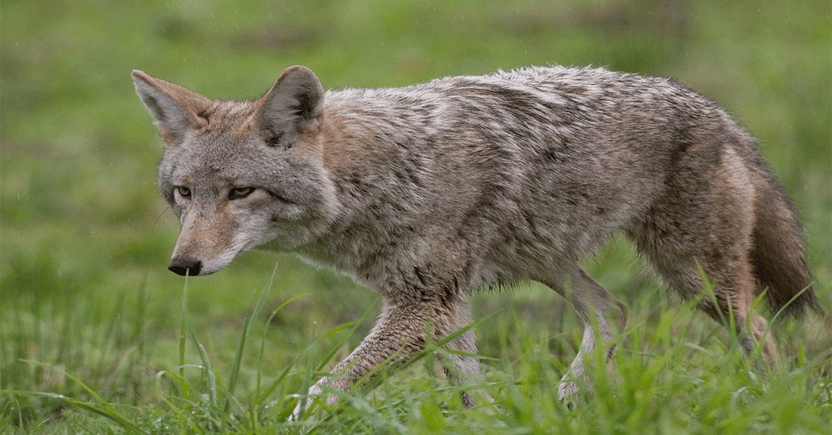 hunter-nation-coyote-149056936-1200x627_202106 hunter-nation-coyote-149056936-1200x627_202106