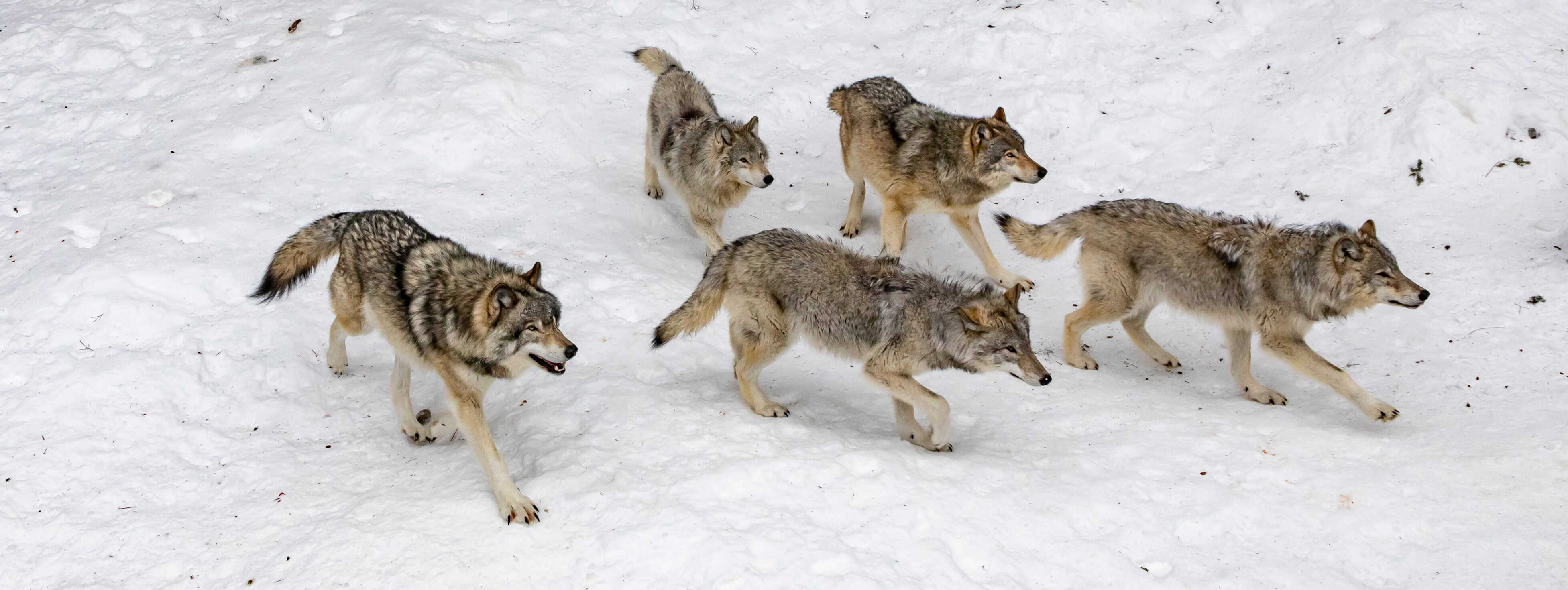 multi-wolves