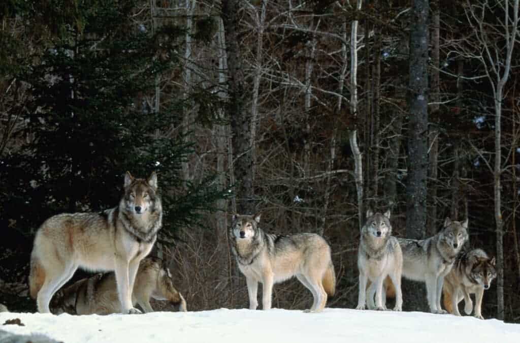 Gray Wolf Delisting Bill (H.R. 764) Passes U.S. House