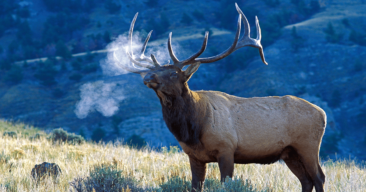 2026 Dream Hunts (60 Entries) - Image 13