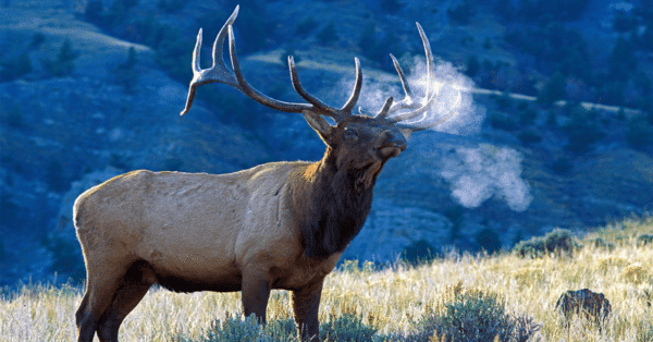 2025 Dream Hunts (30 Entries) - Image 3