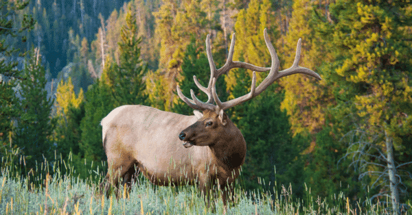 2025 Dream Hunts (30 Entries) - Image 6