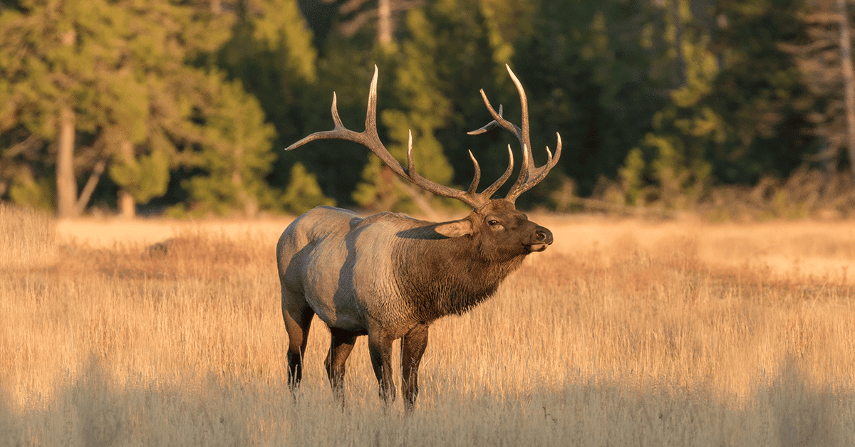 2026 Dream Hunts (60 Entries) - Image 11