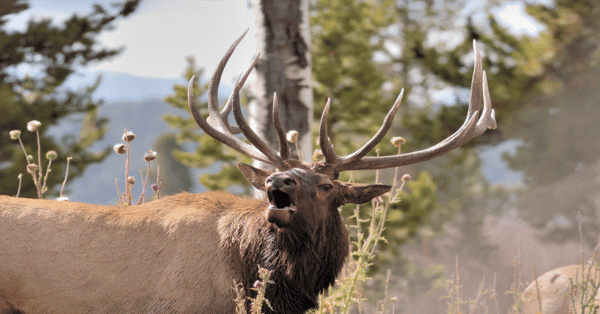 2025 Dream Hunts (30 Entries) - Image 4