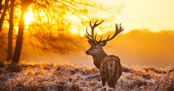 2025 Dream Hunts (30 Entries) - Image 5