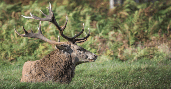 2025 Dream Hunts (30 Entries) - Image 7