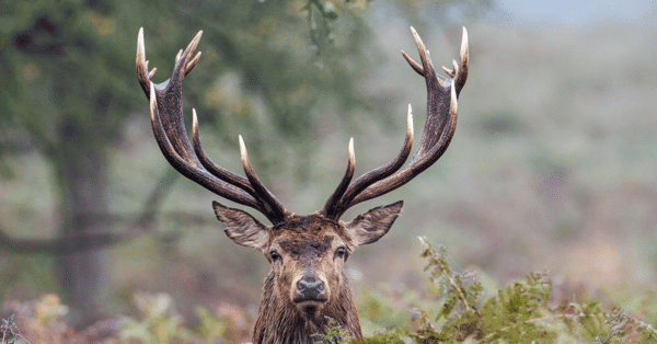 2025 Dream Hunts (30 Entries) - Image 8