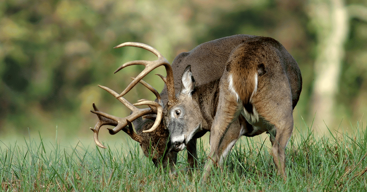 2026 Dream Hunts (60 Entries) - Image 3