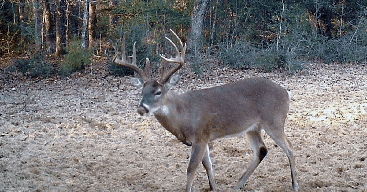 2026 Dream Hunts (60 Entries) - Image 16