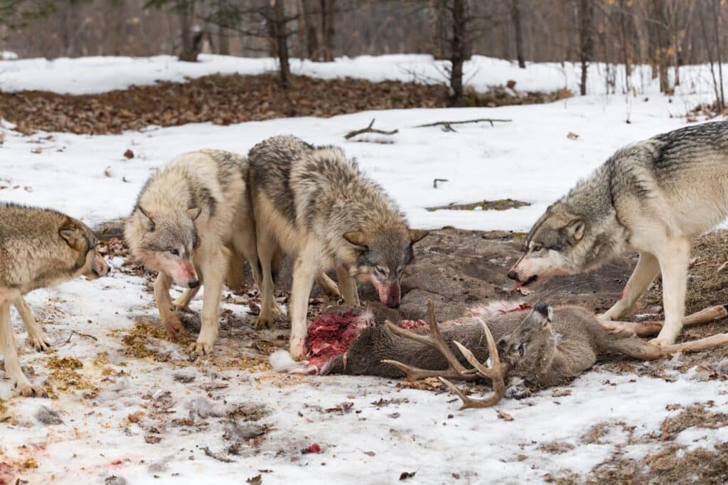 DELIST GRAY WOLF. THEY HAVE RECOVERED by Lane Ruhland