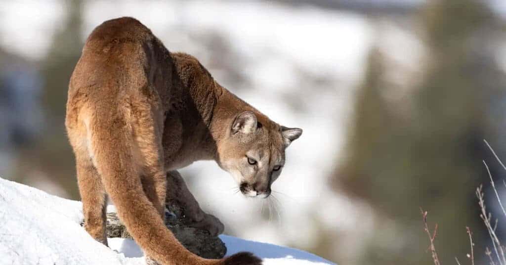 Will Coloradans Ban Mountain Lion Hunting at the Ballot Box This Fall?