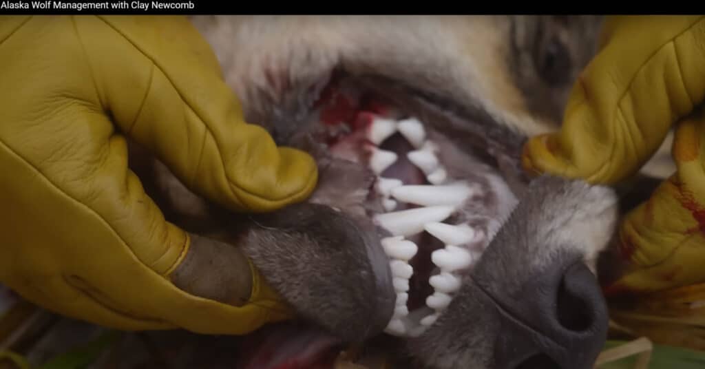 Alaska Wolf Management with Clay Newcomb
