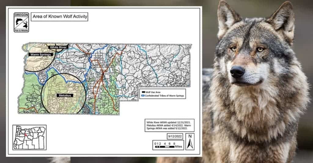 Sisters Country rancher seeks compensation for wolf depredation