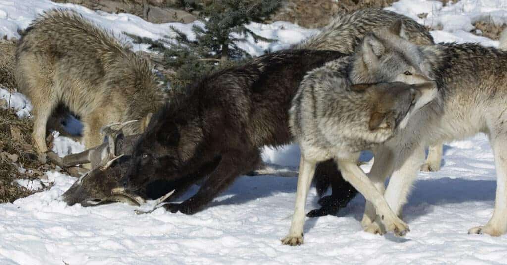 Wolf kills a calf in Colorado, the first confirmed kill after predator’s reintroduction