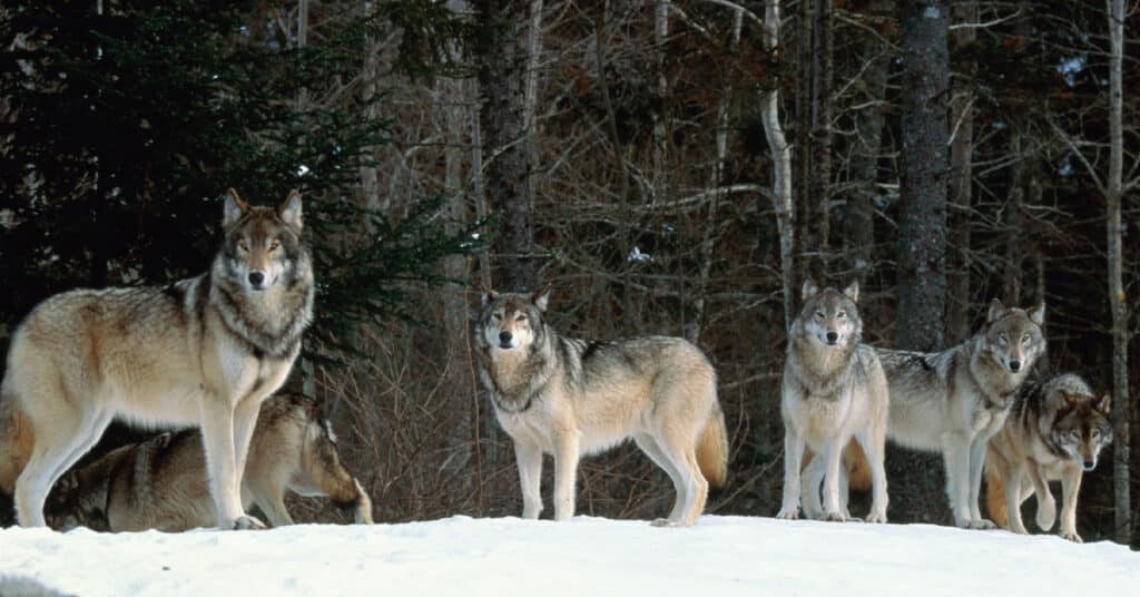 Why is Tammy Baldwin Blocking Hunters from Managing Wisconsin’s Out-of-Control Wolf Population?