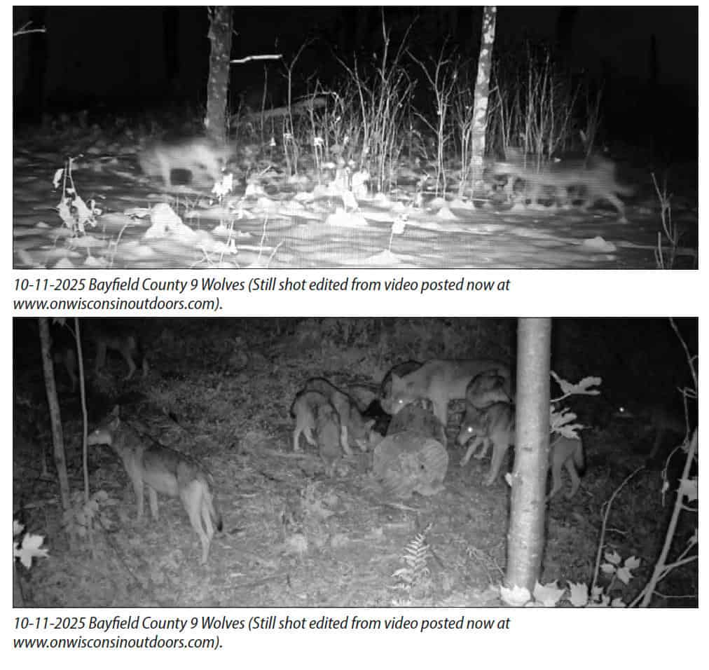 Screenshot from On Wisconsin Outdoors issue: Trail-cam stills from Bayfield County showing nine wolves, cited as on-the-ground evidence in the wolf estimate debate.