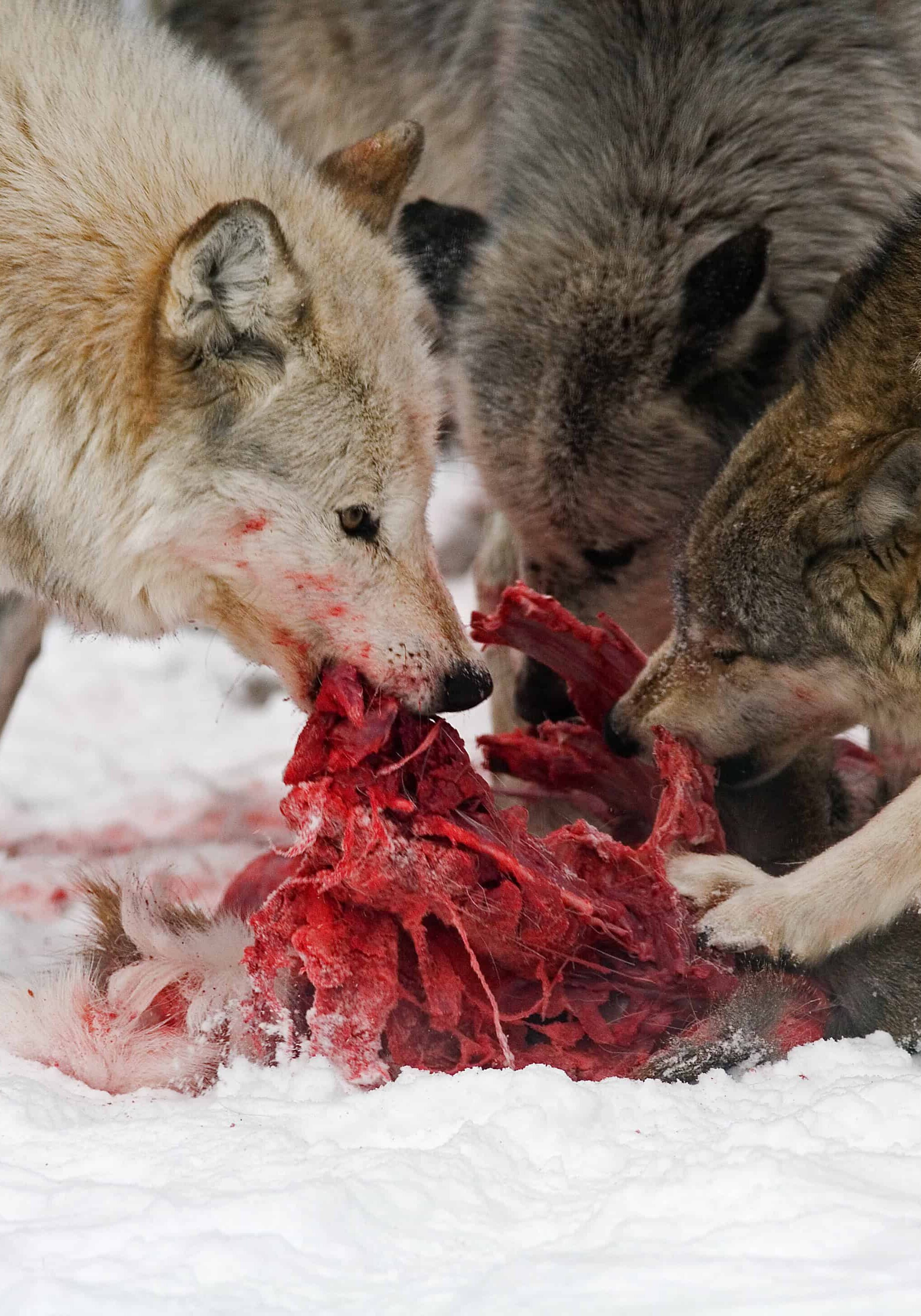Gray wolves hunting, eating and resting.