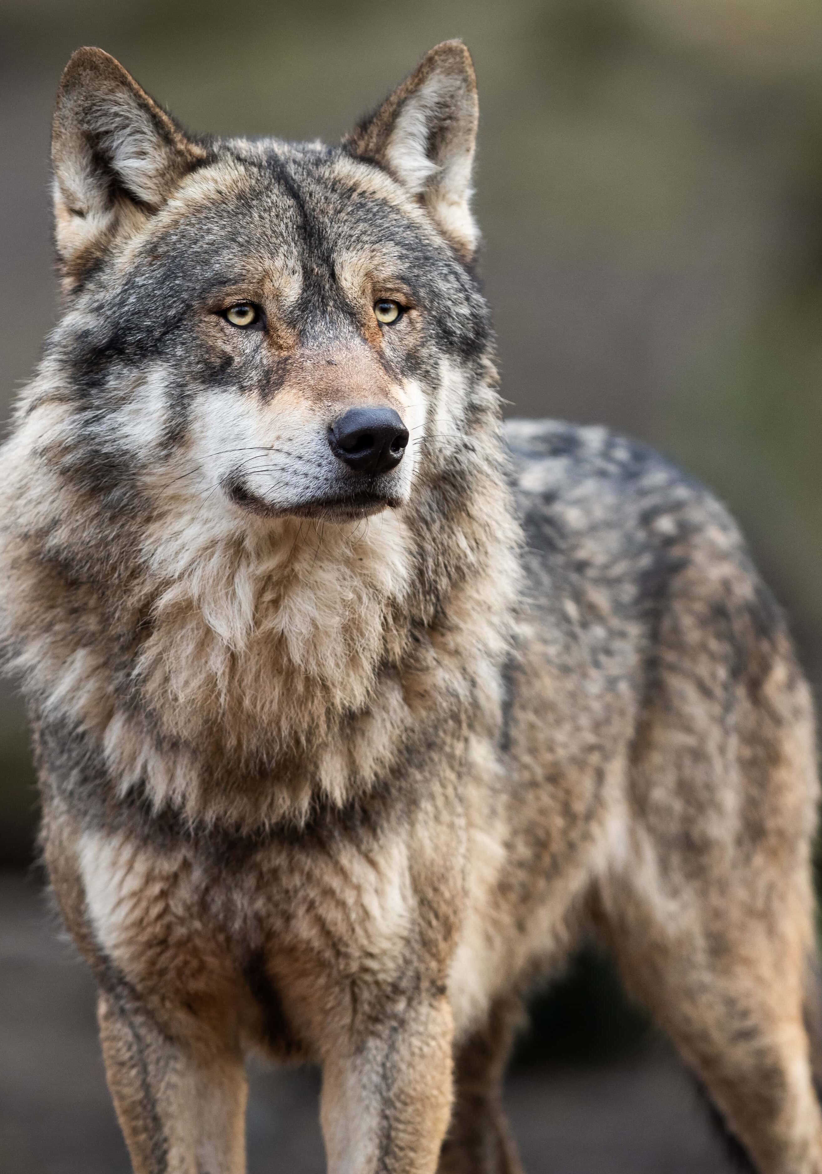grey wolf