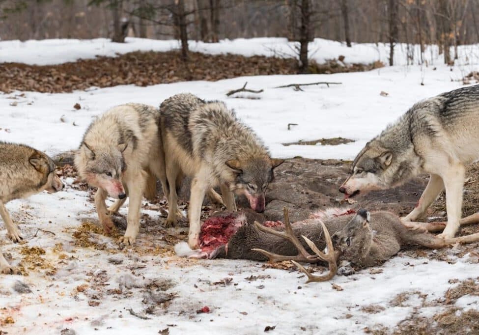 HN-Wolf-Apex-Predator_2024-04