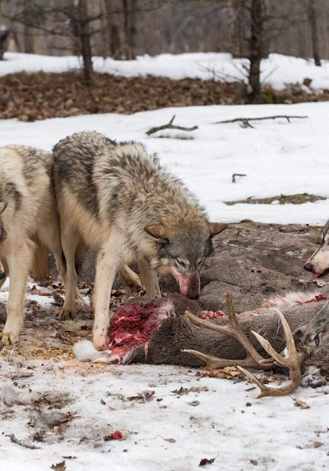 HN-Wolf-Apex-Predator_2024-04