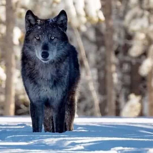 Wolf-Current-Mountain-Journal_2024-03-04a