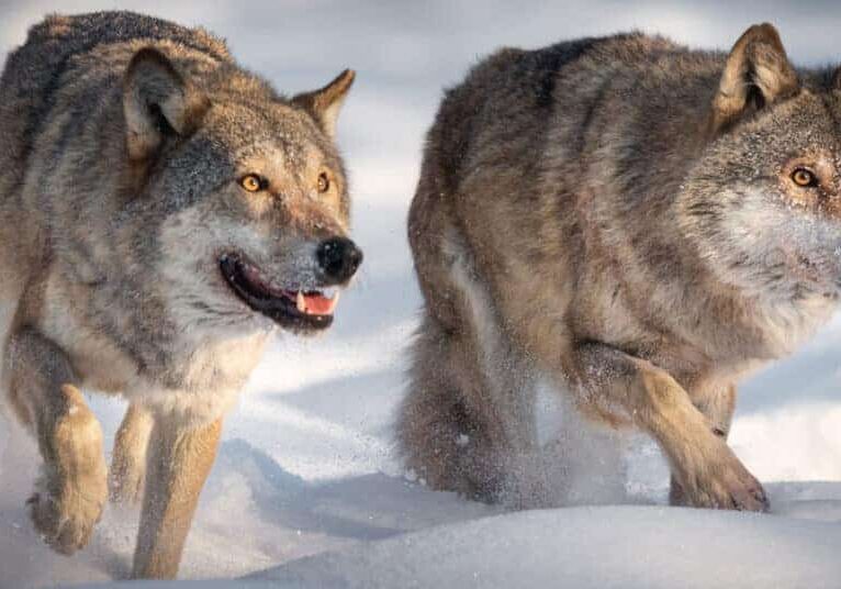 Wolf-Timeline-Current-Events_2024-03