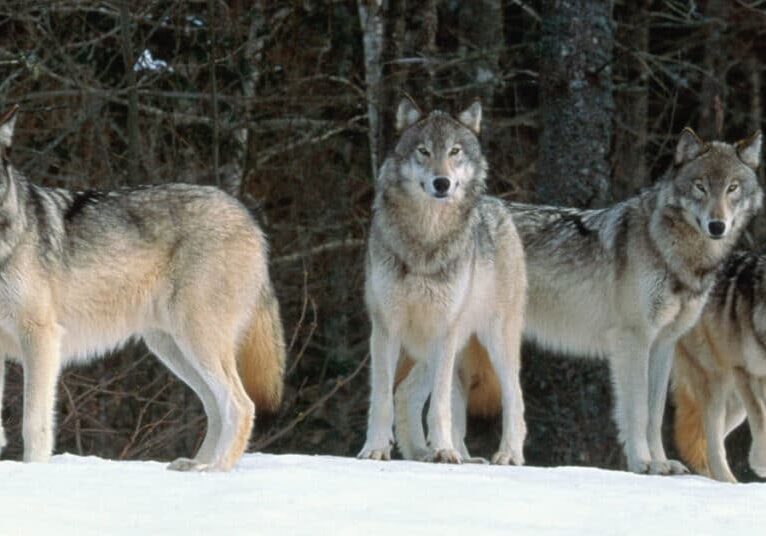 Wolf-Timeline-Current-Events_2024-03f